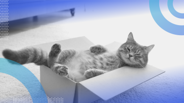 Schrödinger’s Cat image of a cat laying on his back in a box and half asleep