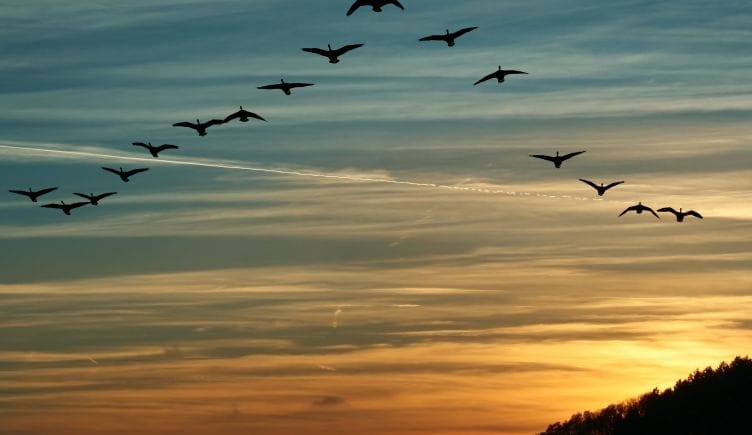 birds flying in formation