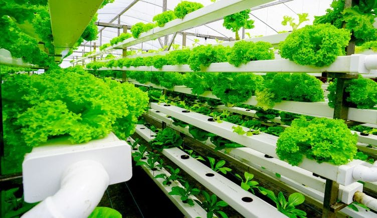 A row of vegetables grown using vertical farming methods. 