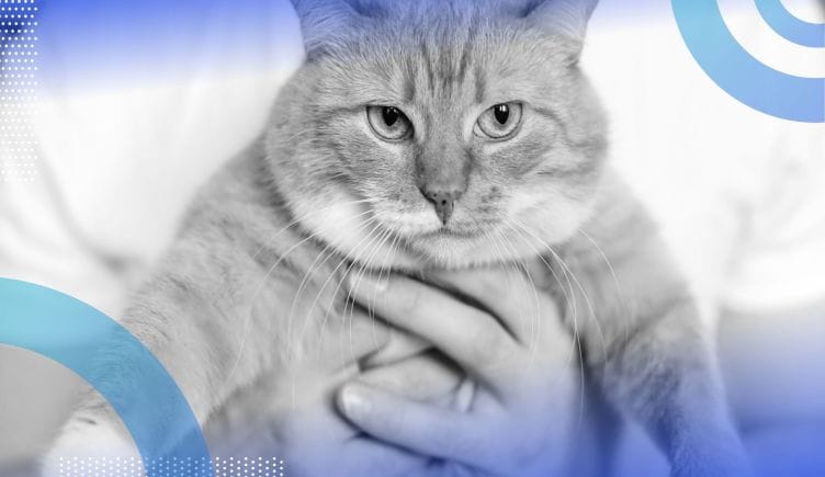 A person holds up their cute fluffly orange cat. /design-ux/gestalt-psychology-refresher
