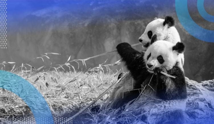 Two pandas eat bamboo in a field