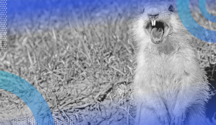 Golang image of a gopher screaming. HIs large teeth and tongue are visible.