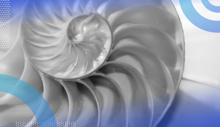 Fibonacci sequence image of a seashell’s spiral demonstrating the fibonacci sequence occurring in nature