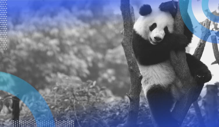 Pandas image of a panda in a tree