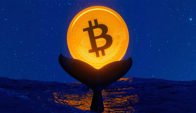 A whale's tail holding up a Bitcoin coin.