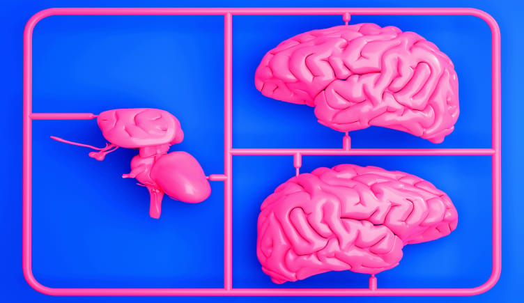 A model kit of an AI brain.