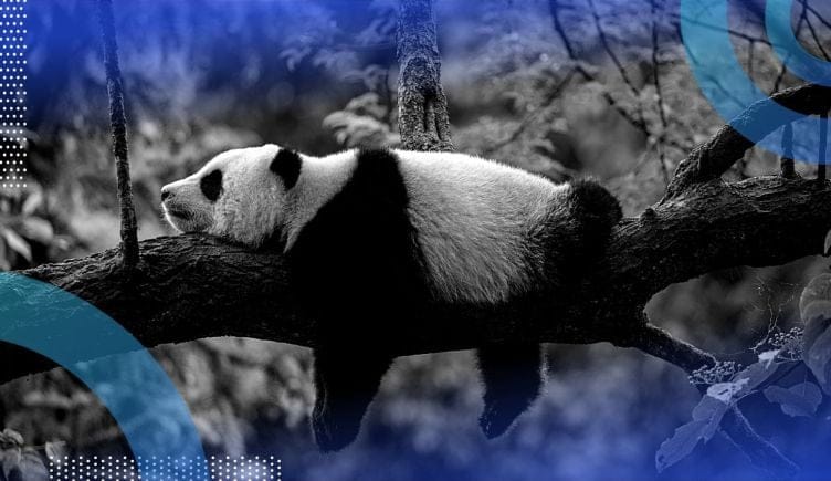 panda lying on a branch signifying pandas