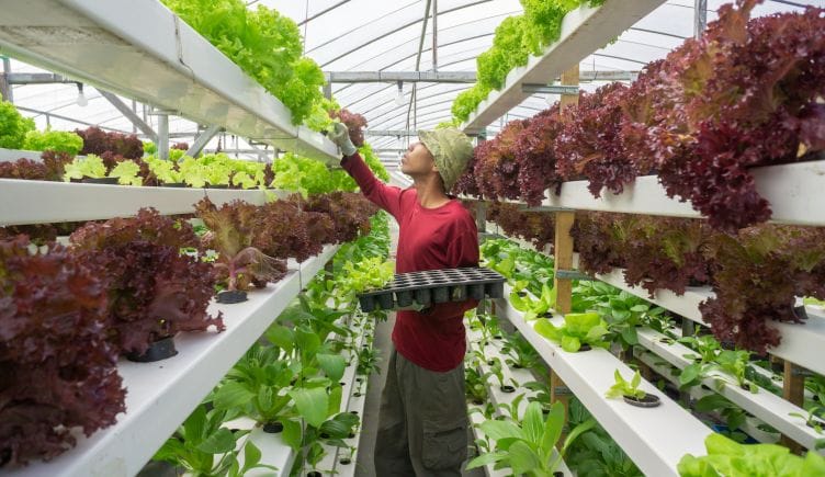 Someone picking lettuce from a vertical farm located in a greenhouse.