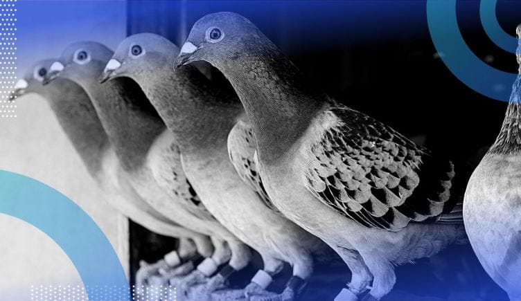 pigeons lined up on a perch representing pigeonhole principle