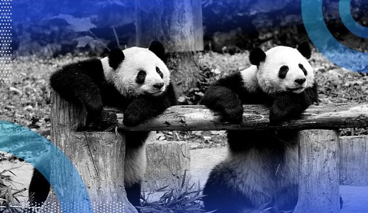 Two pandas lean on a wooden beam