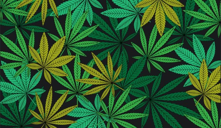 hed cannabis marketing