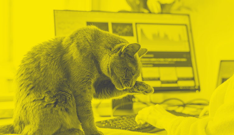 A remote worker tends their cat
