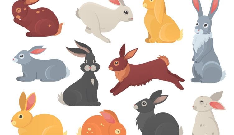 rabbits illustration