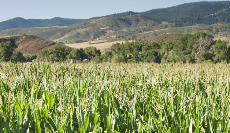 Colorado Agtech Corn Fields