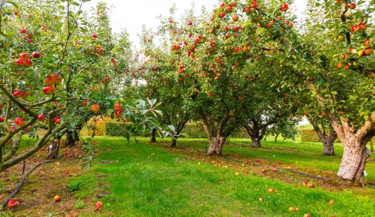 robotics-drones-pollination-orchards