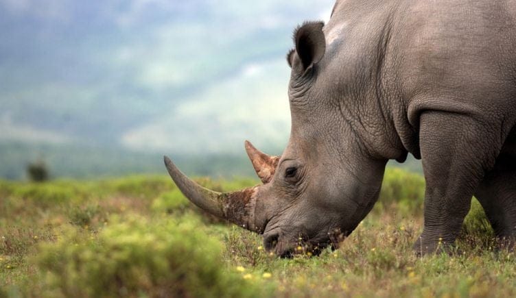 IoT-tracker-rhinos