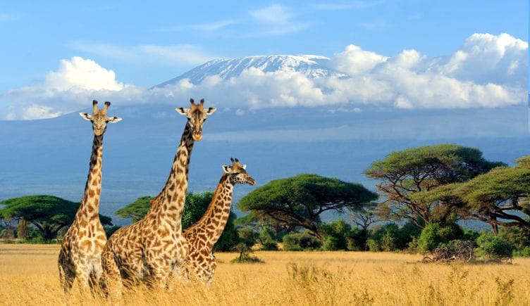 artificial-intelligence-giraffes-conservation