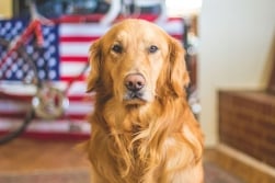 Home is where your pet is: 5 Austin tech startups helping you care for your furry friend
