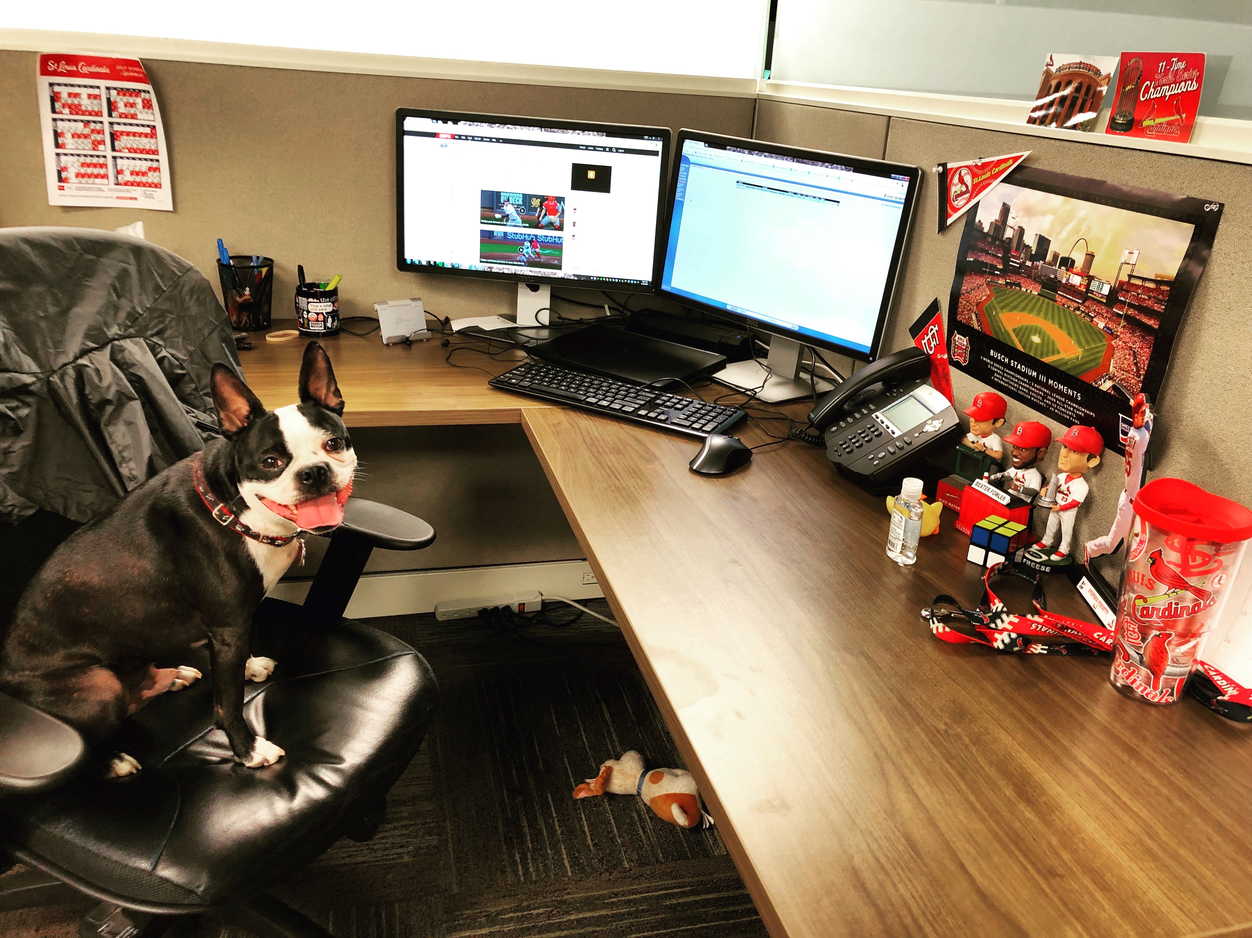 Pups in the Hood: The Many Perks of Bringing Your Dog to Work