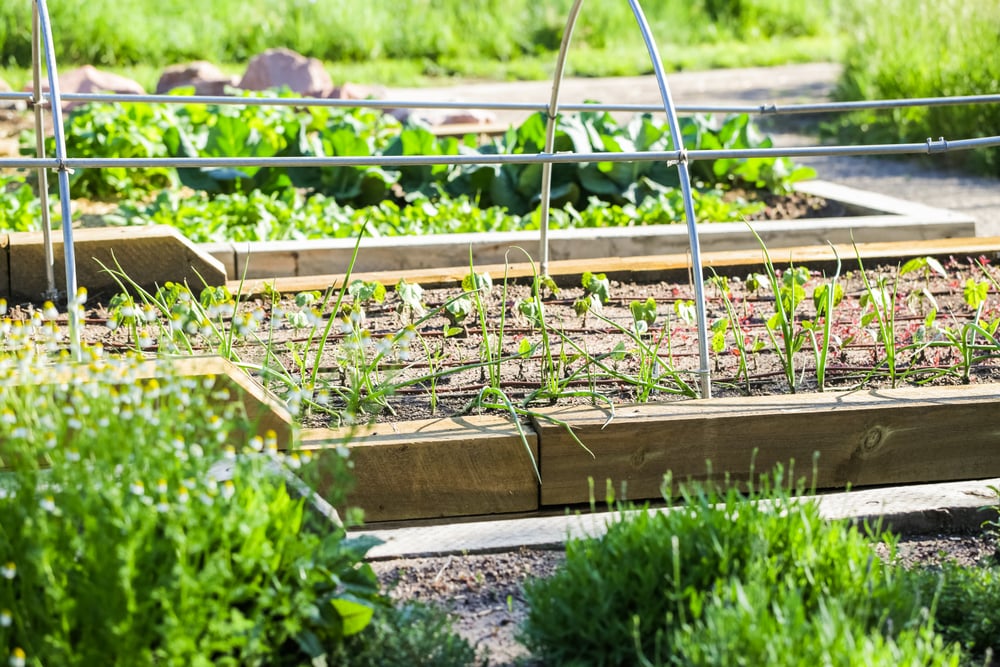 This meal kit service delivers produce from your neighbor’s back yard