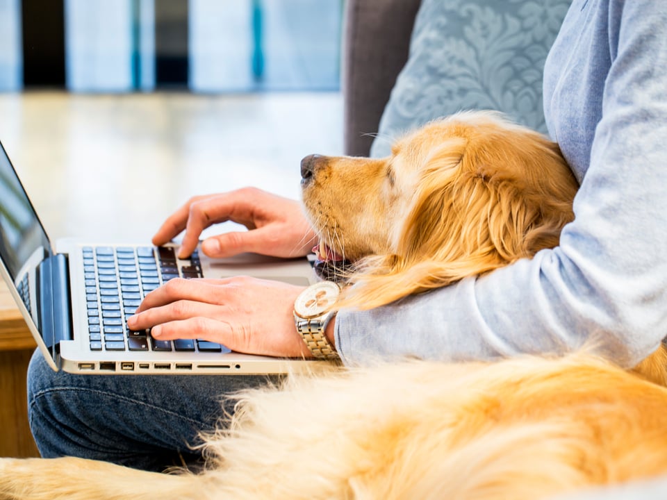 What a treat! 6 Austin offices where your dog is welcome