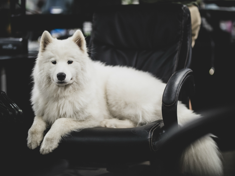 Office-dog curious? Here’s how leading tech companies make it work