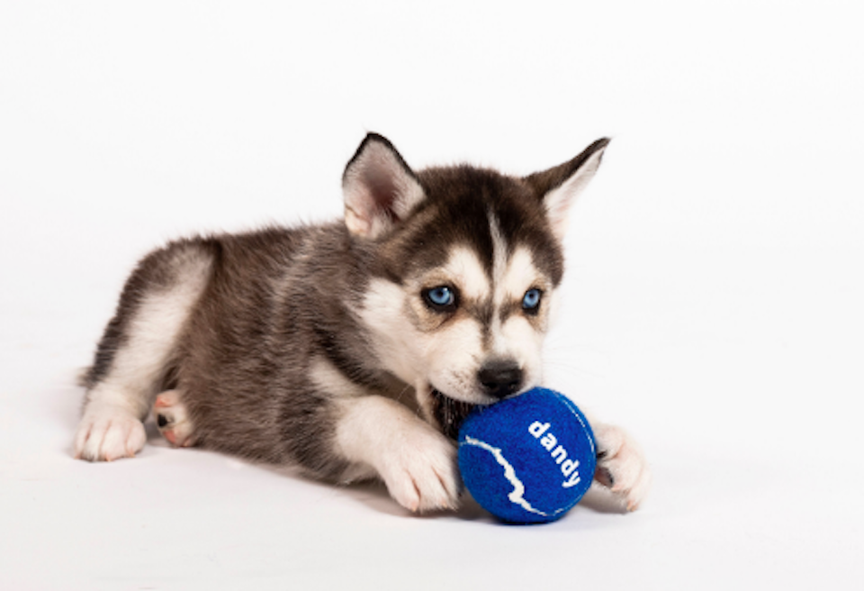 Dandy Launches Platform for Custom-Tailored Pet Supplements