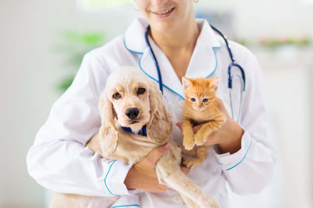 TeleVet Raises $2M to Facilitate Digital Vet Appointments