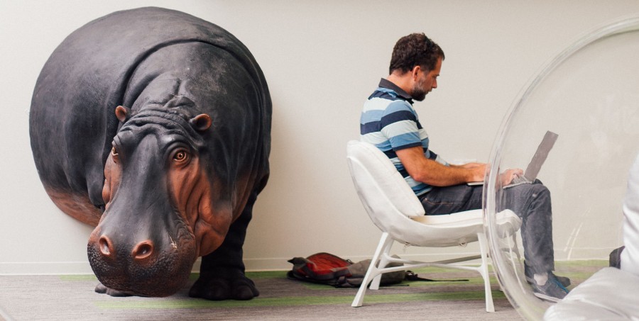 What Do You Get When You Cross Hippos on Jet Skis With a Customer-Centric Approach?