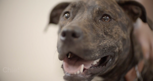 A peek inside dev culture at ActiveProspect