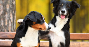 Tech Roundup: A social network for dogs launches, My Fit Foods grabs funding and more