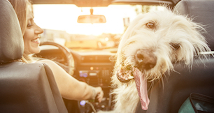 5 Austin startups all dog lovers should know