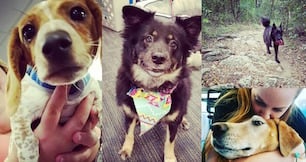Pooches as perks: 5 Austin tech offices where dogs are part of the team