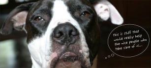 Bringing App-iness to Rescue Animals: Austin startup leveraging technology for good