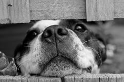 In Honor of National Puppy Day, Here's a Sneak Peak at AceableAgent's New Real Estate Course