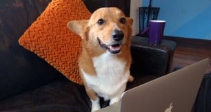 The 24 cutest office dogs in Austin tech