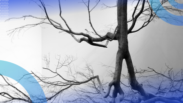 upside-down shot of tree with various branches