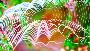 A spiderweb as natural web design.