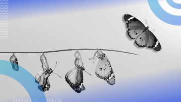 A butterfly goes through its life cycle