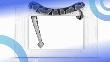 A ball python drapes itself over an empty picture frame. /software-engineering-perspectives/define-empty-variables-python