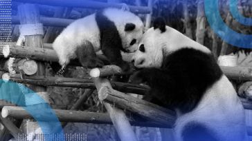 Mother panda helping baby panda concept for pandas pivot table