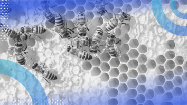 Apache Hive image of at least a dozen bees on a honeycomb