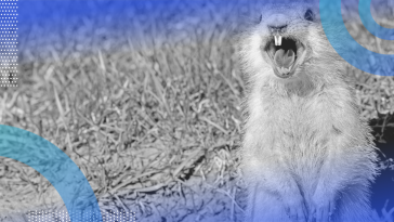 Golang image of a gopher screaming. HIs large teeth and tongue are visible.