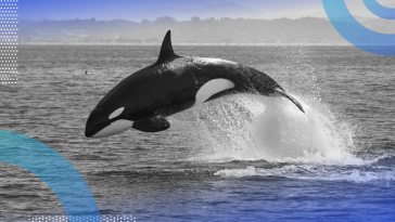 HBase picture of an Orca