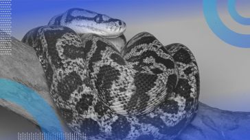 A python coiled on a branch. Logging in Python can help software developers keep track of and back up their work. 