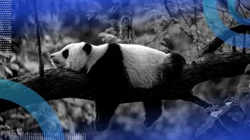 panda lying on a branch signifying pandas