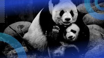 mother and cub pandas