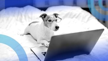 A bespectacled dog at a computer. CEOs should post more frequently to gain greater traction on social media.