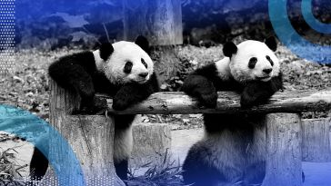 Two pandas lean on a wooden beam