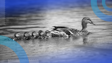 ducks on a pond representing duck typing in python